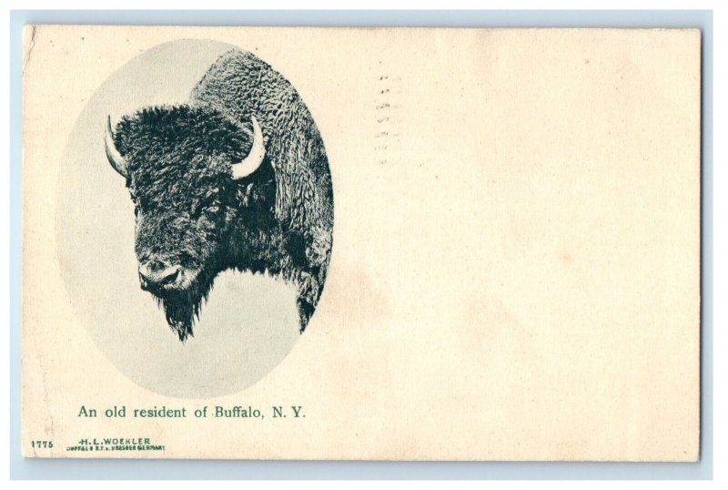 1908 Buffalo Picture, An Old Resident of Buffalo NY HL Woehler Posted Postcard