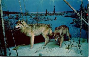 Gray Timber Wolf Taxidermy Saskatchewan Museum Natural History Canada Postcard