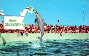 Porpoise Leaping Show Time Miami Seaquarium Florida Postcard 1969 