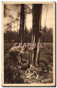 Old Postcard Folklore Harvest Landes Landscapes of the gem