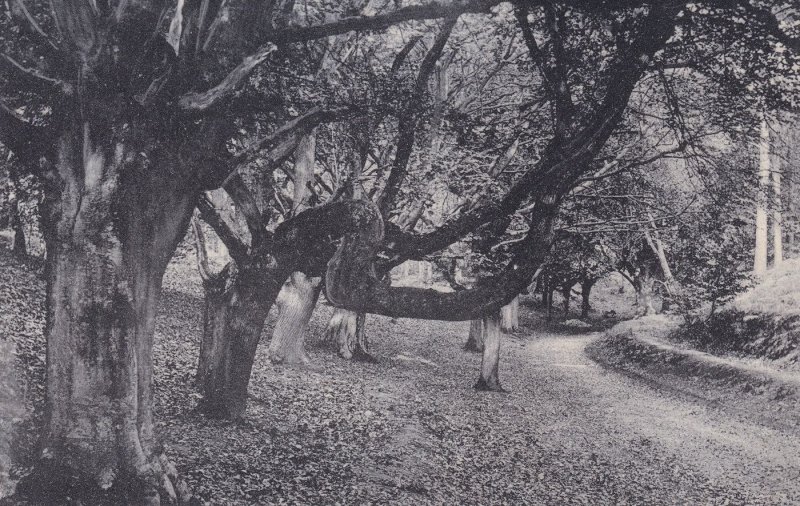 Bent Tree Lions Mouth Cromer Norfolk Antique Postcard