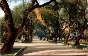 Vtg 1910s Avenue Lined With Pepper Trees Pasadena California CA Postcard