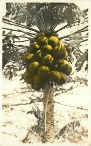 Coconut Palms Hand Tint Postcard Hawaii RPPC real photo  20-10516