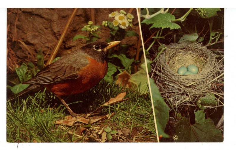 Birds - Robin with Nest of Eggs