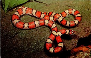 Red Milk Snake - [MX-653]