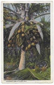 US Miami, Florida Cocoanut Tree. old card used and stamped. mailed 1920