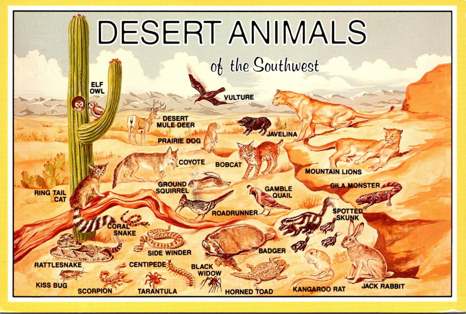 Desert Animals Of The Southwest Desert Scene 1996 | Topics - Animals - Other, Postcard / HipPostcard Desert Animals Of The Southwest Desert Scene 1996 | Topics - Animals - Other, Postcard / HipPostcard
