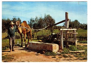 Camel Used to Pump Water, Morocco