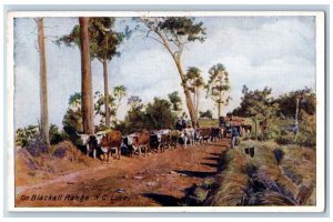 Queensland Australia Postcard On Blackall Range N.C. Line Buffalos 1915