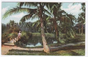 On Clarks Trail Palm Beach Florida Rotograph 1910c postcard