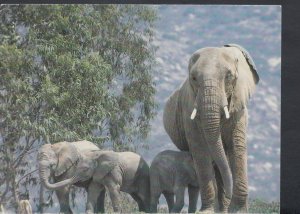 Animals Postcard - African Elephant and Three Calves   RR3991