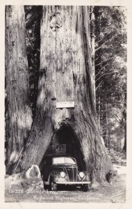 California Redwood Highway Coolidge Tree Real Photo