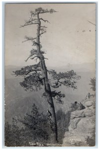 c1910's View Of Lone Pine Mt. Wilson California CA Antique RPPC Photo Postcard