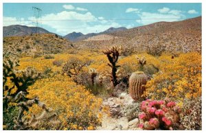 Wildflowers Of The Southwest Cactus Postcard