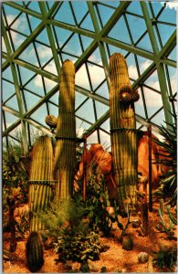 Vtg Giant Saguaro Cactus commonly found in Southern Arizona AZ Postcard