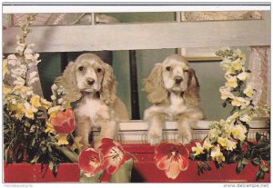 Cocker Spaniels Sitting in Open Window Sill, We Miss You