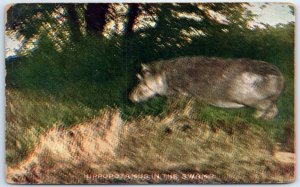 Postcard - Hippopotamus In The Swamp 