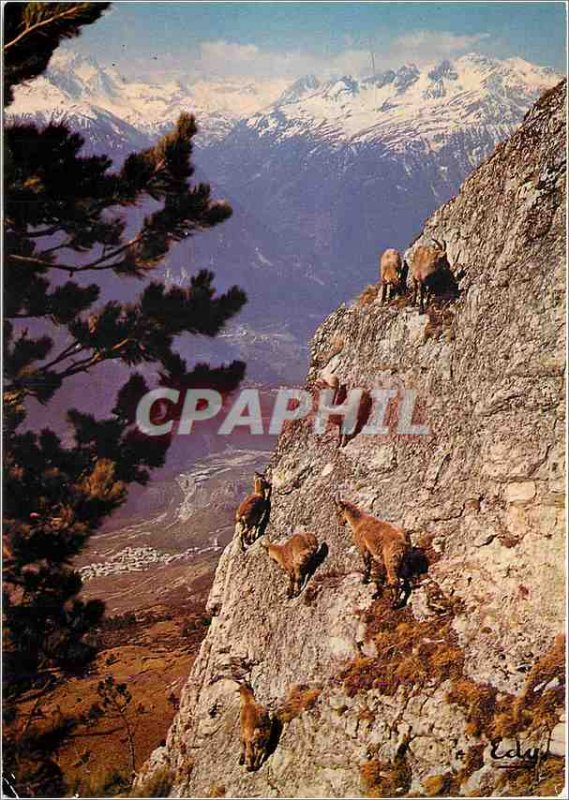 Modern Postcard Images For us young ibex in the rocks