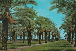 Arizona Date Palms Ready For Harvesting