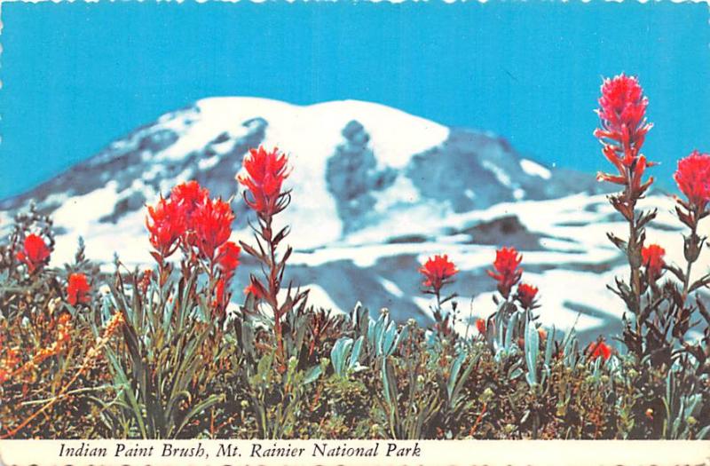 Indian Paint Brush - Mount Rainier National Park