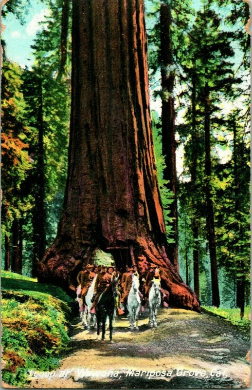 Vtg Cartolina 1910 STATI UNITI Truppe Presso Wawona Mariposa Big Tree Grove Ca