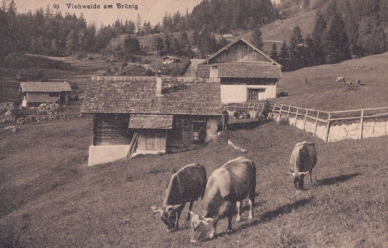 Viehweide Am Brunig Switerland Swiss Old Postcard