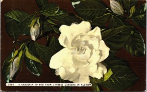 USA A Gardenia To You From Cypress Gardens In Florida Linen Postcard C027
