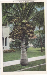 Cocoanut Palm in Miami Florida