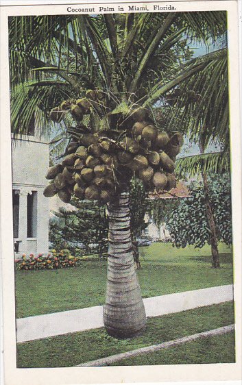 Cocoanut Palm in Miami Florida