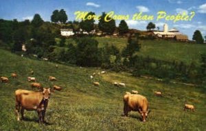 More Cows than People - Green Mountains, Vermont