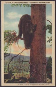 Black Bear in Tree,Yellowstone Postcard