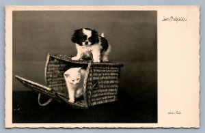 CAT in BASKET w/ DOG PHOTOGRAPHER SIGNED VINTAGE REAL PHOTO POSTCARD RPPC