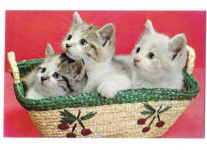 Three Cute Grey and White Kittens in a Basket