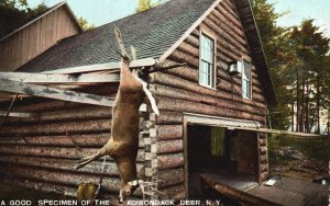 Vintage Postcard A Good Specimen Of The Adirondack Deer Animals New York NY