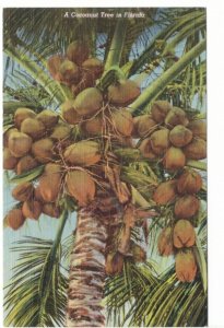 Cocoanut Tree In Florida, Vintage Linen Postcard