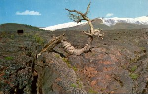 Idaho Craters Of The Moon National Monument Triple Twist Tree