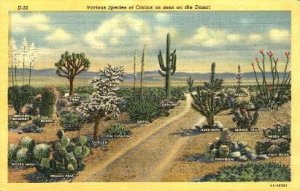 Varieties of Cacti - Misc, Arizona AZ  