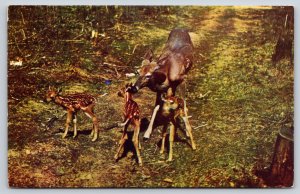 Animal~Deer Triplets~Fawns with Mother~1950s Postcard