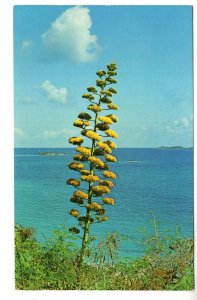 Century Plants, St Thomas, Virgin Islands