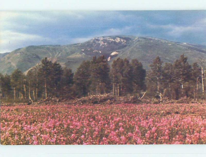 Unused Pre-1980 TOWN VIEW SCENE Pink Mountain - Peace River BC p7951