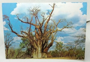 The Big Tree Baobab Victoria Falls Zimbabwe Vintage Postcard