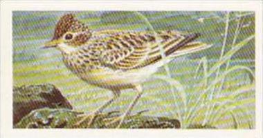 Brooke Bond Tea Trade Card Wild Birds In Britain No 17 Skylark