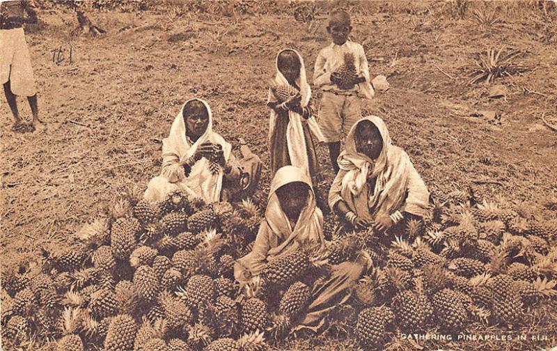 Fiji Oceania Gathering Pineapples in Fiji Raphael Tuck Postcard