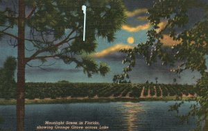 Florida, 1954 Moonlight Scene Showing Orange Grove Across Lake, Vintage Postcard