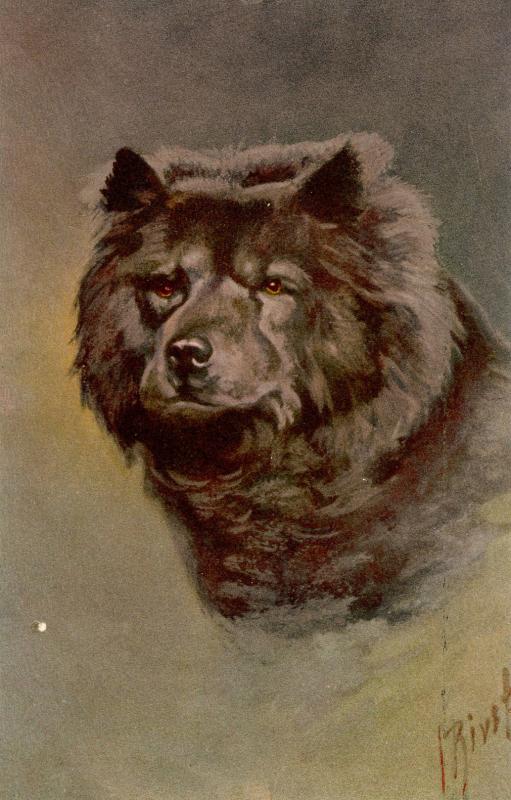 Dog - Chow-Chow. Artist: I. Rivst