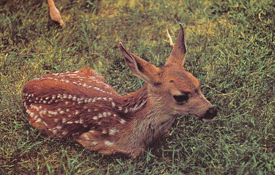 Canada Mule Deer British Columbia