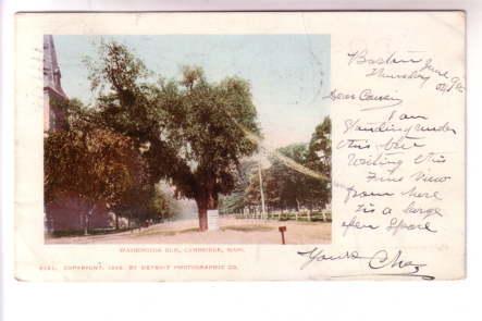 Washington Elm Cambridge Massachusetts, 1904 Detroit Publishing,  Flag C...