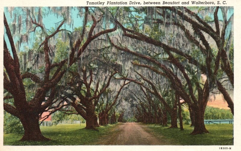 Vintage Postcard Tomotley Plantation Drive Between Beaufort & Walterboro S.C.