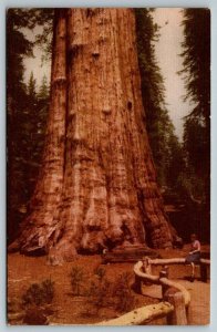 Union Oil Company  Sequoia National Park  California   Postcard