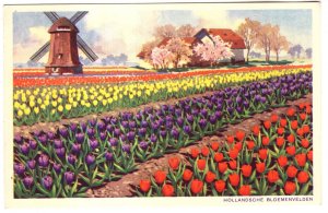 Tulips in Bloom, Windmill, Holland, Bluemenvelden, Netherlands